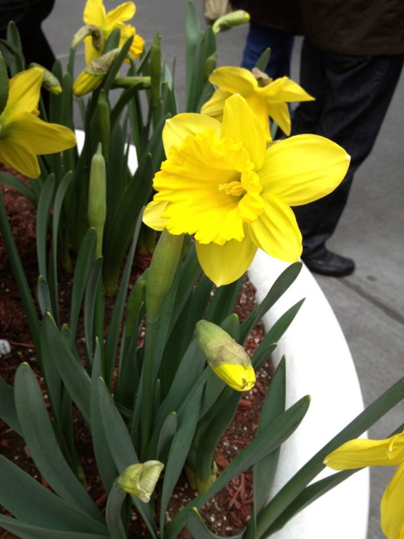 Easter Day Daffodils on Fifth Avenue!