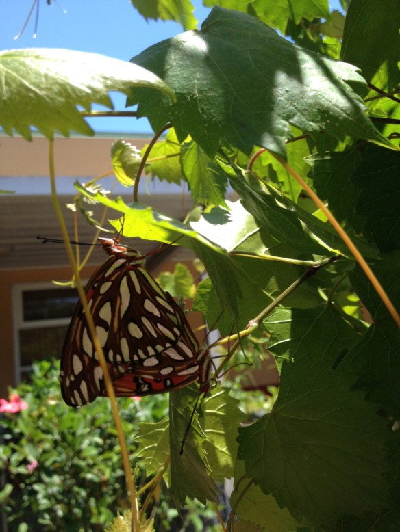 Gulf Fritillary ... Mating Season