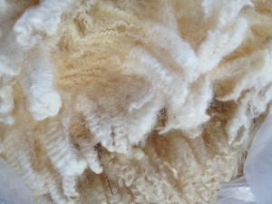 Fabulous Fleece ... and there were many!