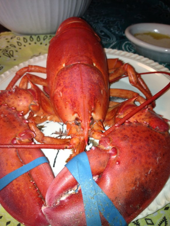 Lobster Specimen - Cooked to Perfection!