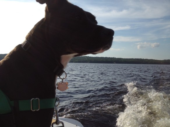 My new Chicago grand-dog, Willow