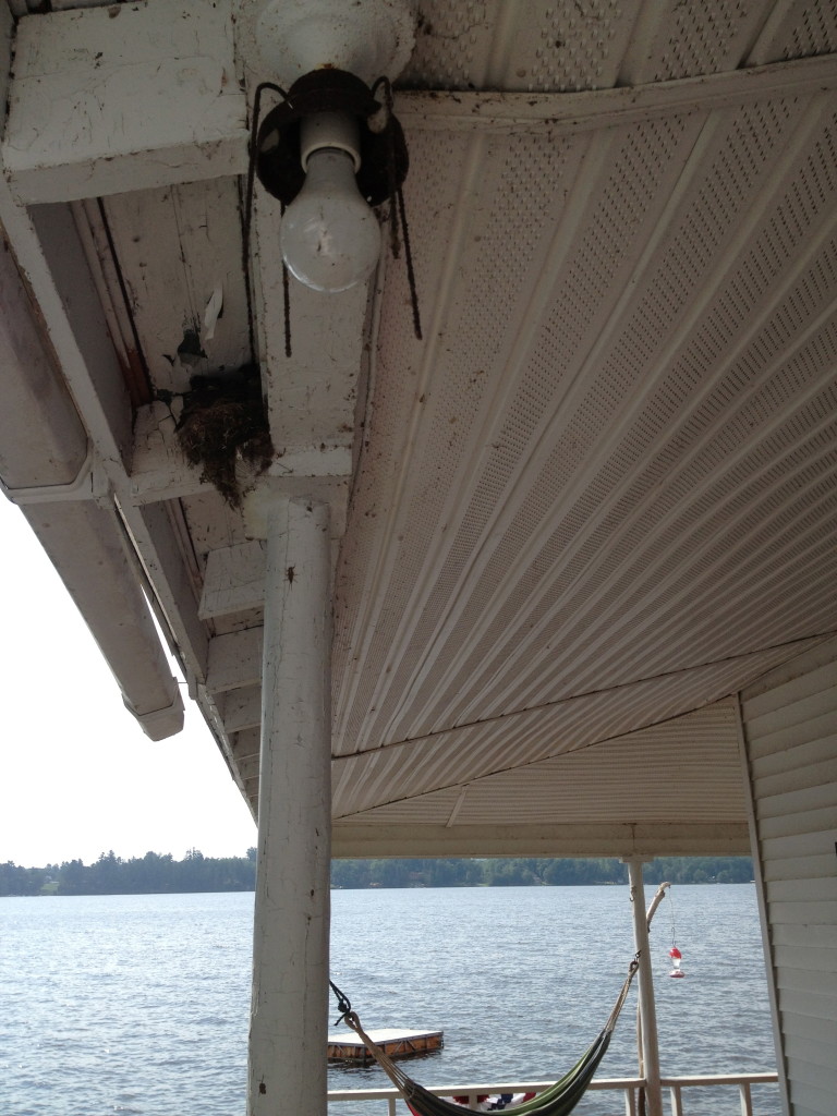 Baby birds have left the building