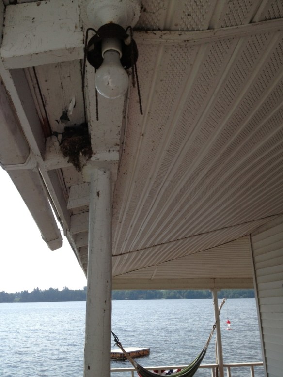 Baby birds have left the building