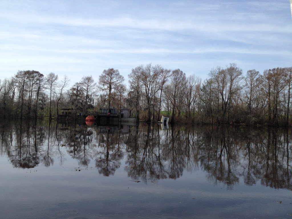 The Atchafalaya Swamp